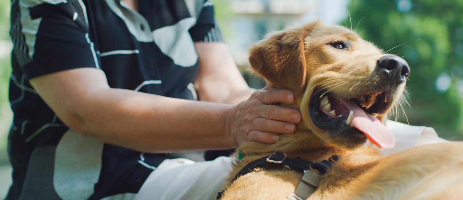 dog banner cta e1758323605851