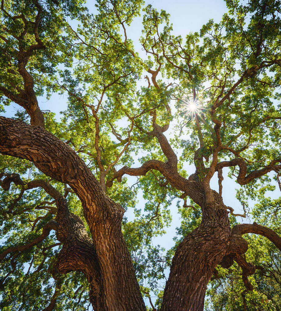 view of tree looking up to sky